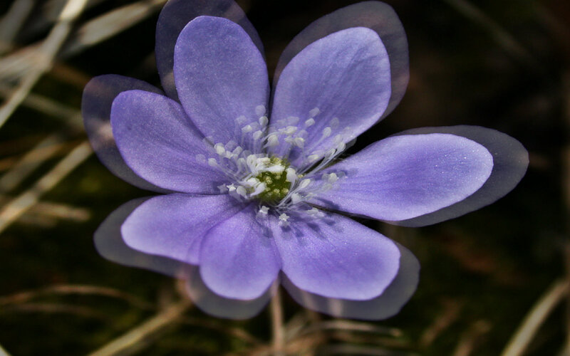 Purple Flower with White Stamens — Calm