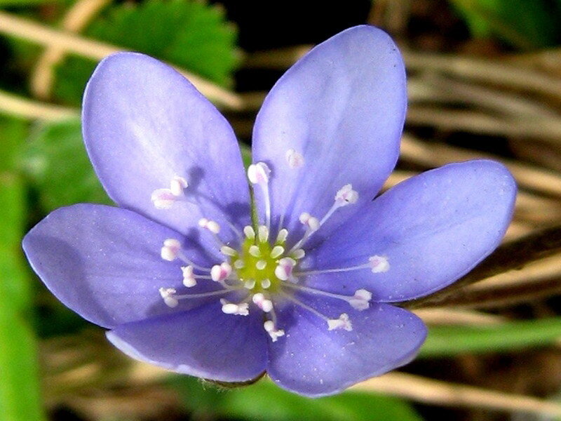 purple flower with white stamens