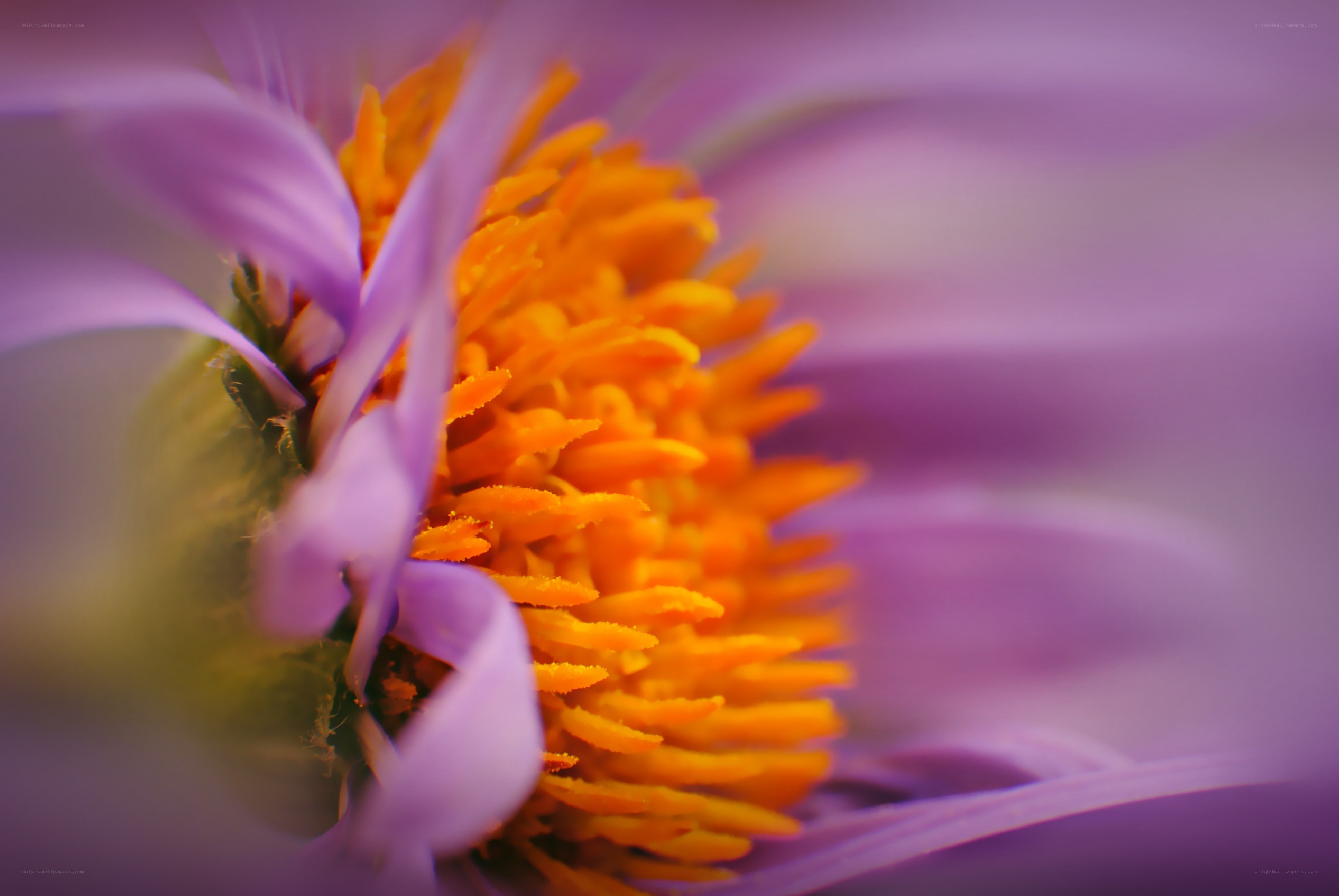 purple flower with yellow center