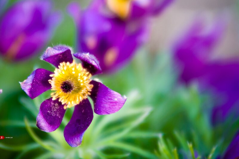 purple flower with yellow center