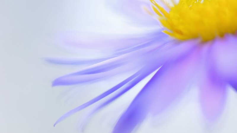 purple flower with yellow center