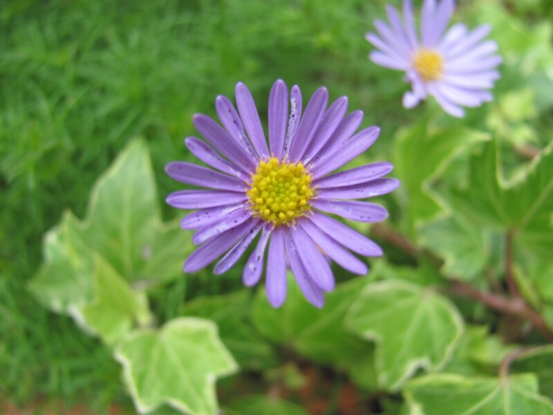 purple flower with yellow center