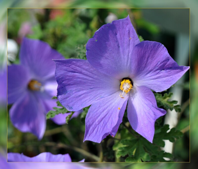 Purple flower with yellow center