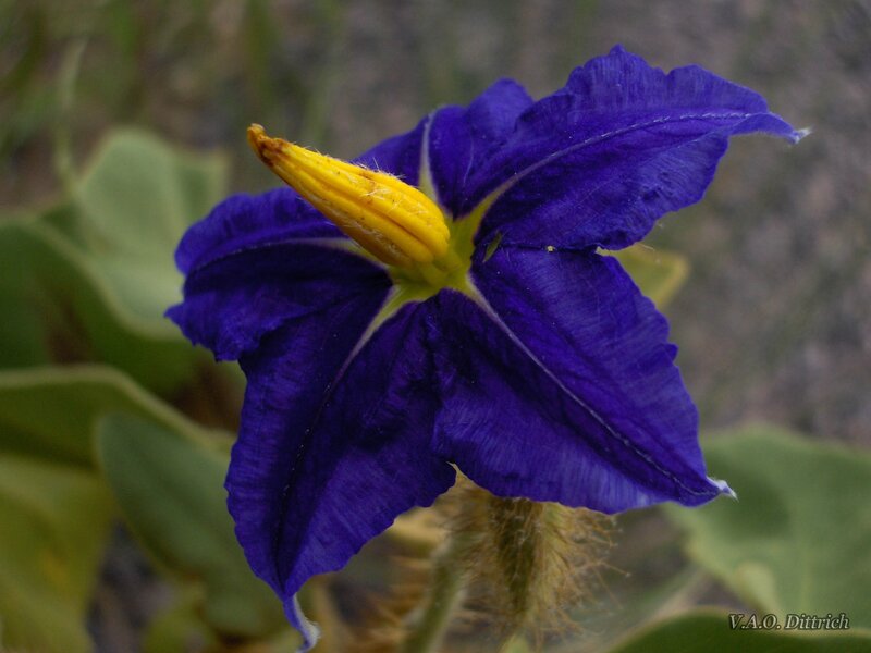 purple flower with yellow center