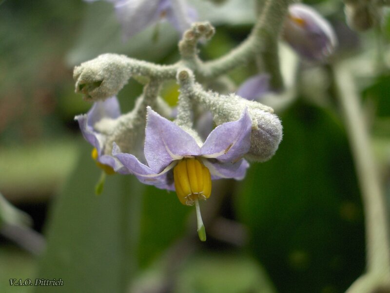 purple flower with yellow center