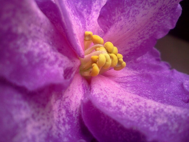 purple flower with yellow center