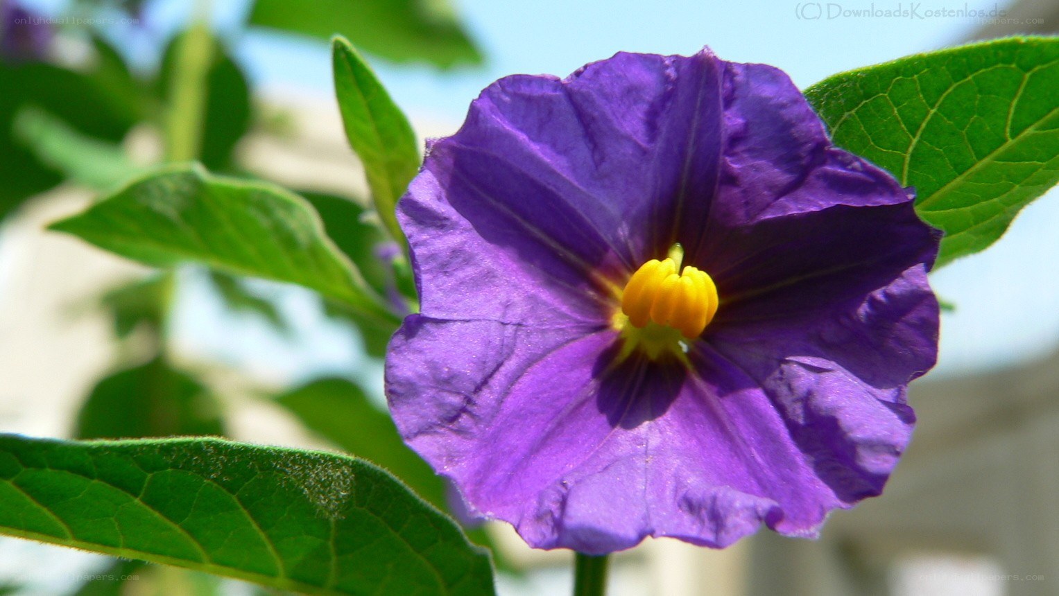 purple flower with yellow center