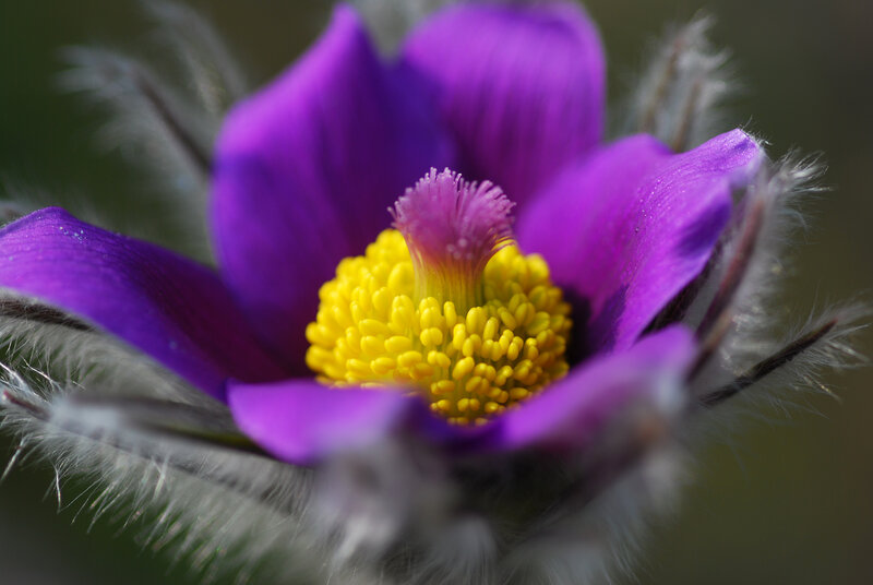 purple flower with yellow center