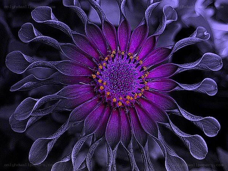 Purple flower with yellow center