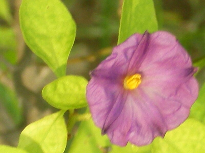 purple flower with yellow center