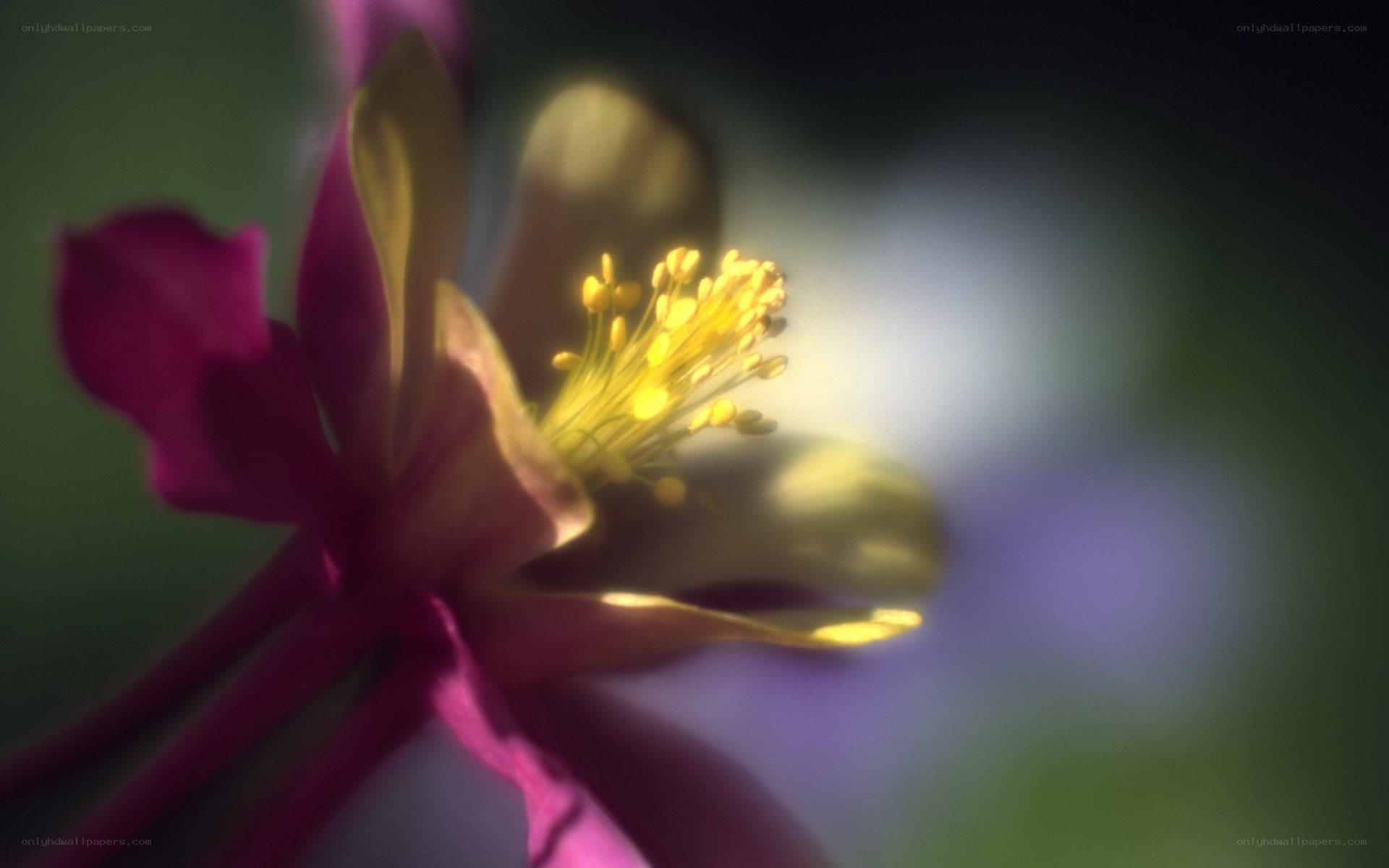 Purple flower with yellow center