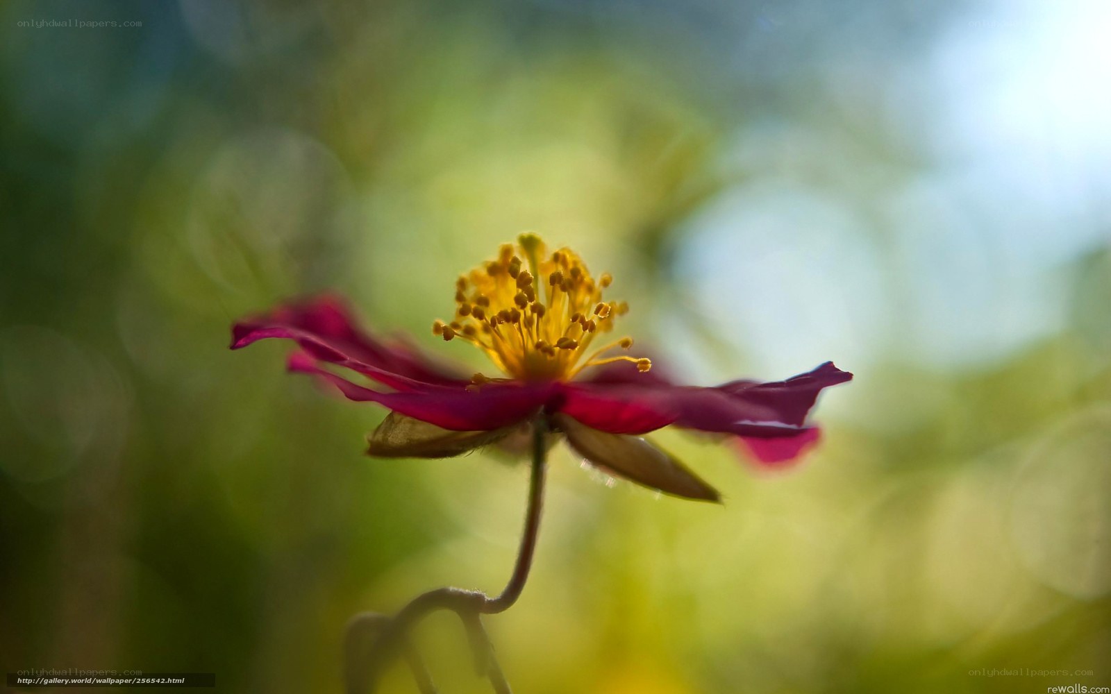 Purple flower with yellow center