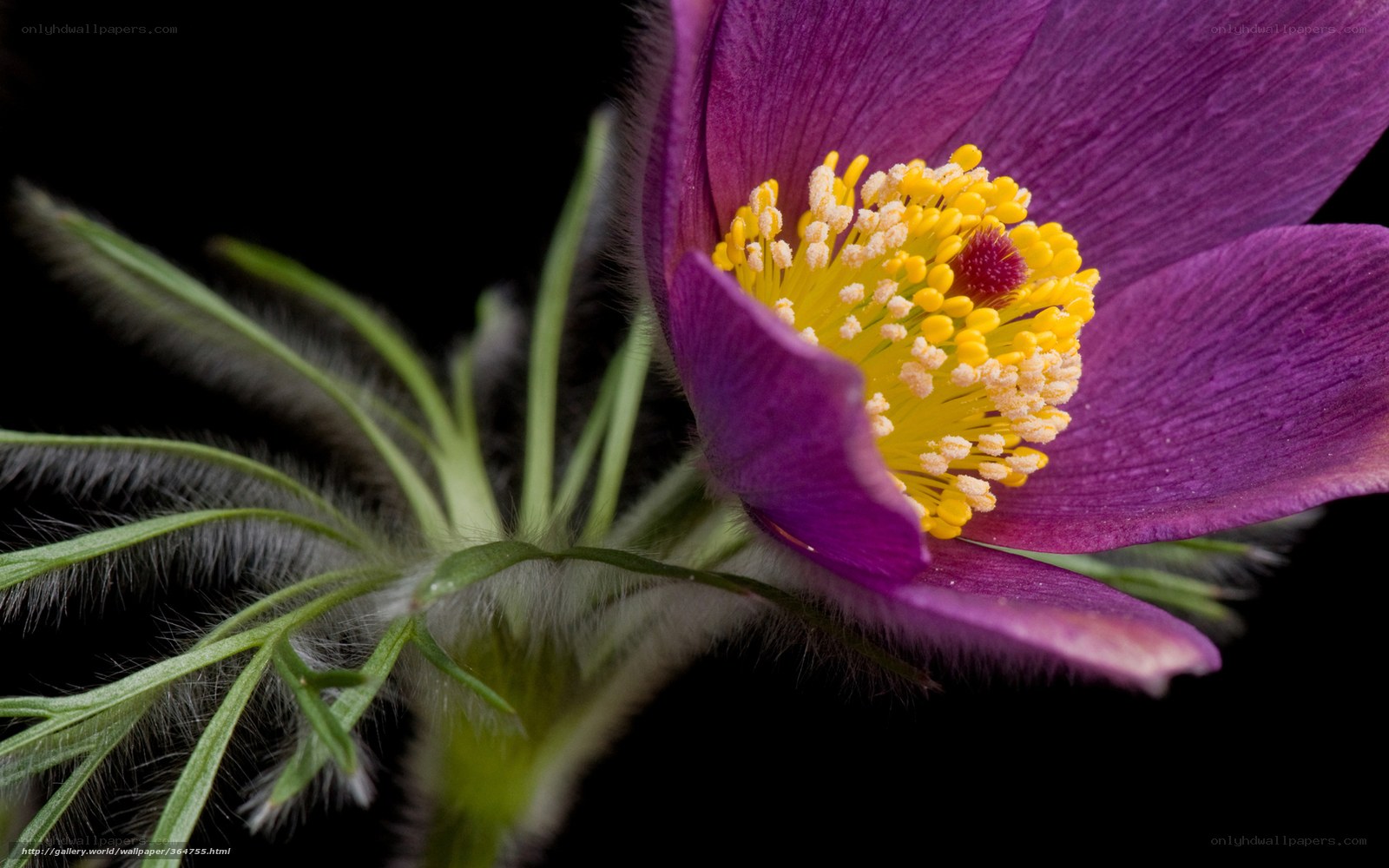 purple flower with yellow center