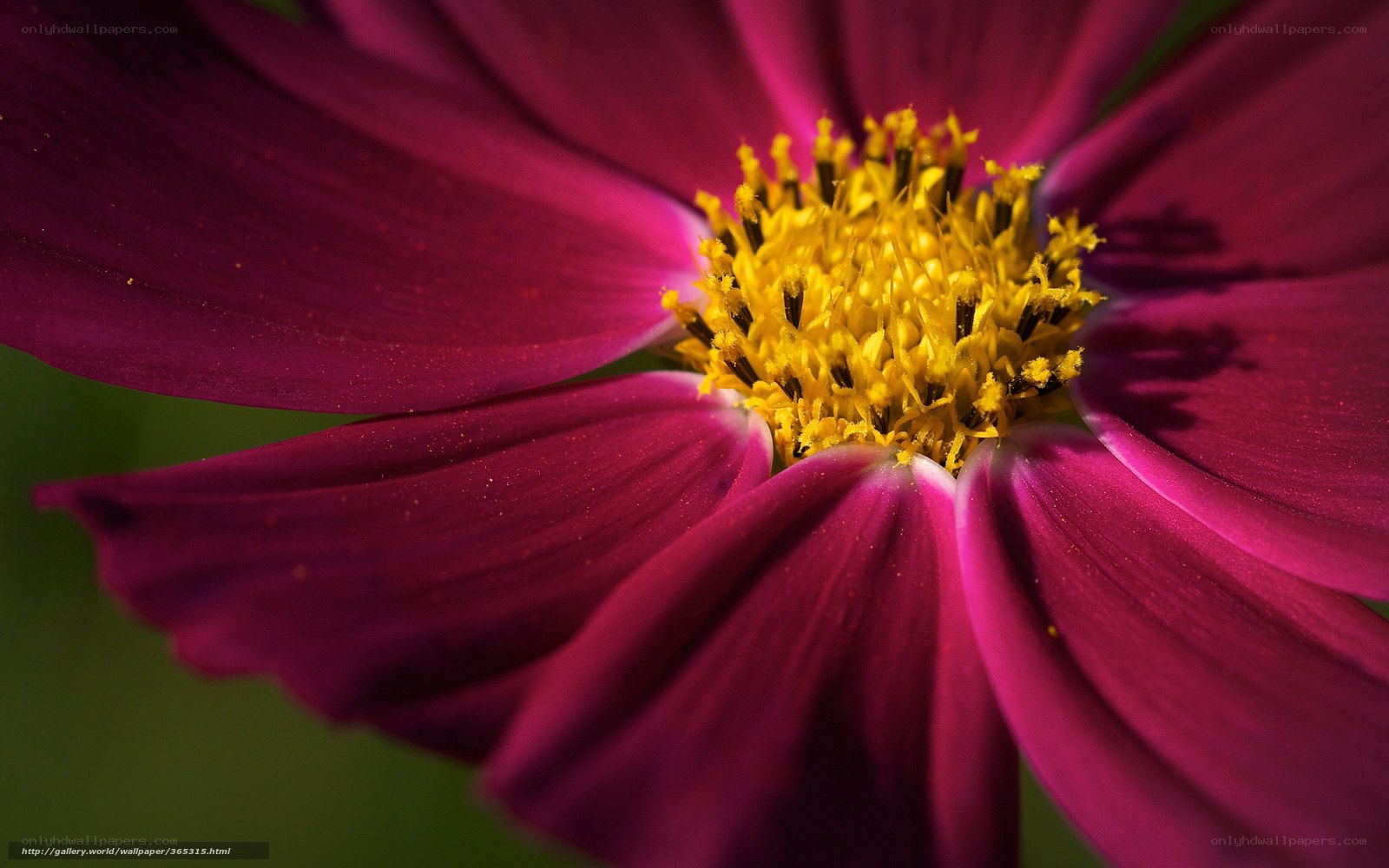 purple flower with yellow center