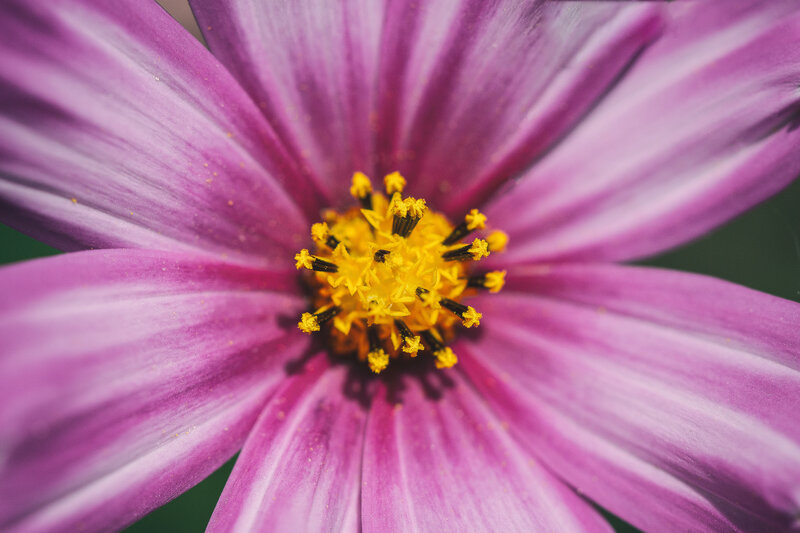purple flower with yellow center