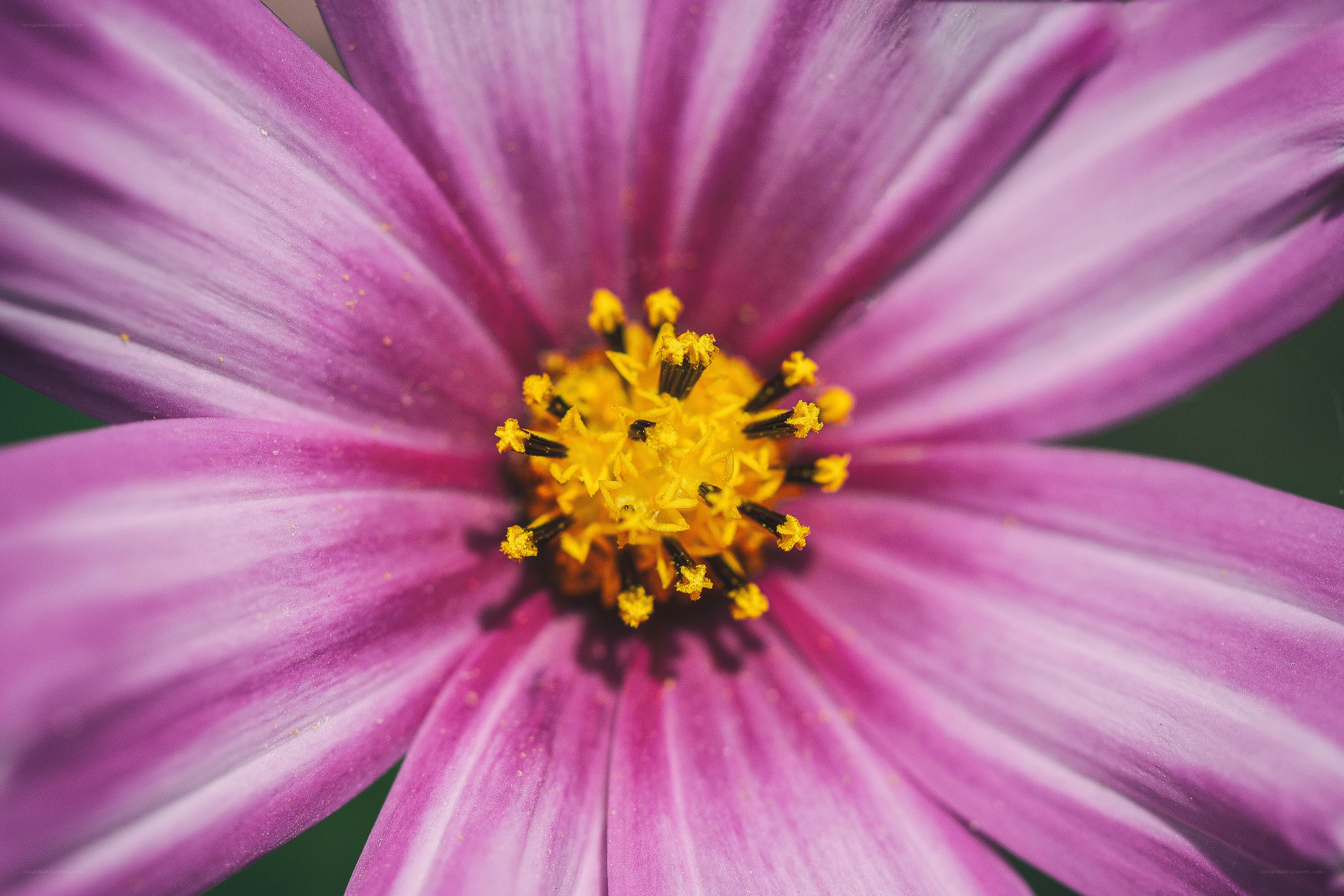 purple flower with yellow center