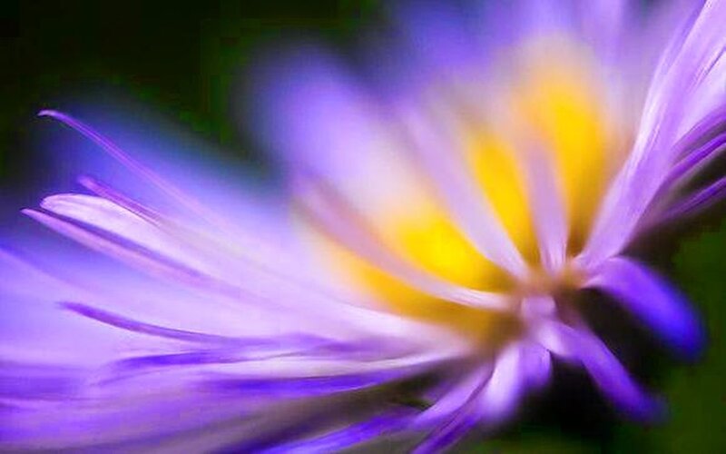 Purple Flower with Yellow Center — Abstract