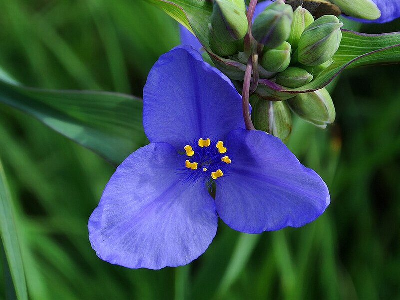 Purple Flower with Yellow Center — Blue, Calm