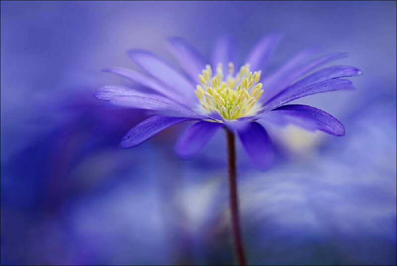 Purple Flower with Yellow Center — Blue, Serene