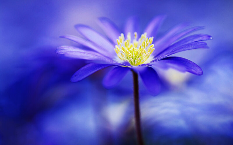 Purple Flower with Yellow Center — Blue
