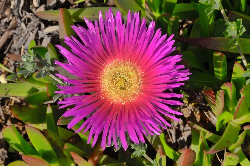 Purple Flower with Yellow Center — Bright