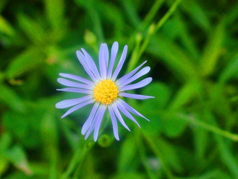 Purple Flower with Yellow Center — Calm, Afternoon, Photograph