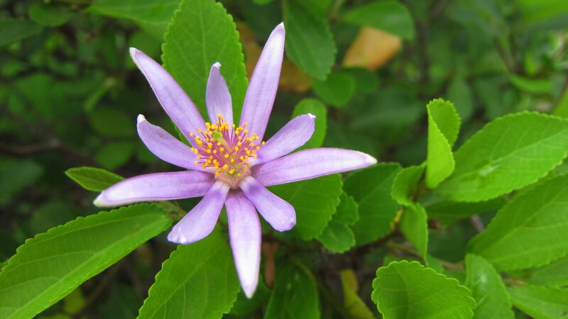 Purple Flower with Yellow Center — Calm, Afternoon