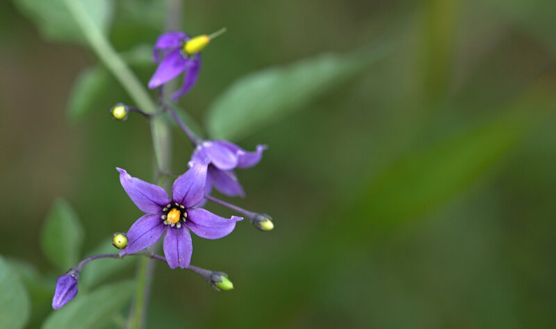 Purple Flower with Yellow Center — Calm, Photograph, Bud