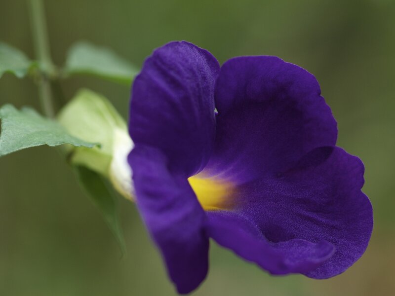 Purple Flower with Yellow Center — Calm, Photograph, Green Leaves, Flower Bud