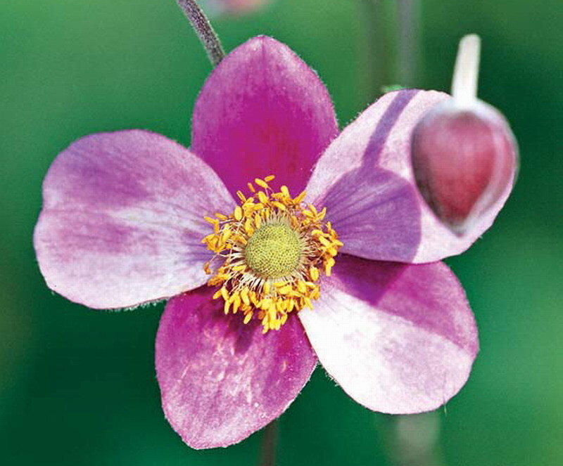 Purple Flower with Yellow Center — Calm