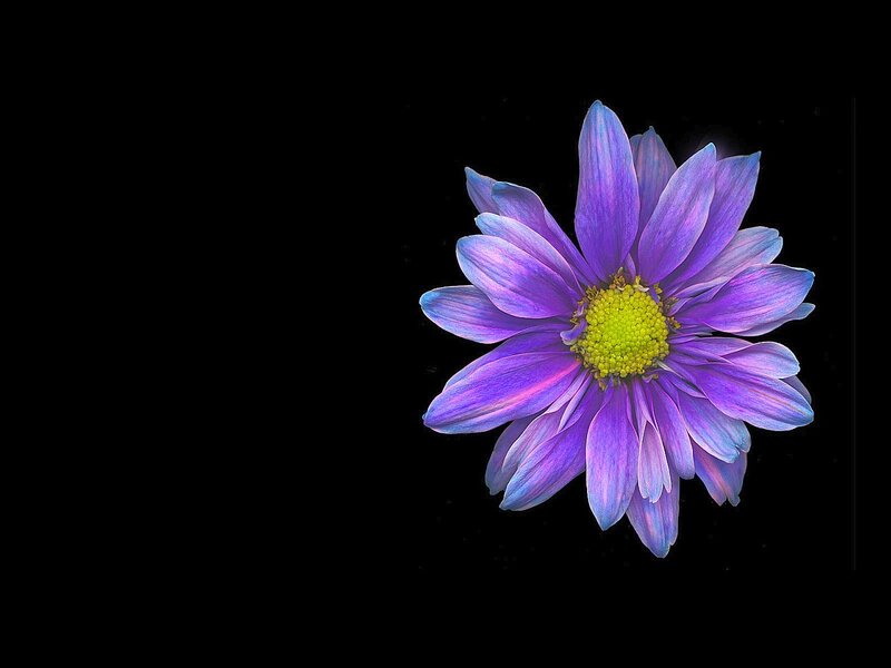 Purple Flower with Yellow Center — Dramatic, Photograph, Black Background