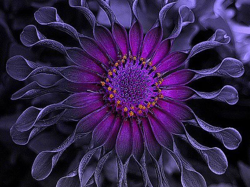 Purple Flower with Yellow Center — Dramatic, Photograph, Petals, Dark Background