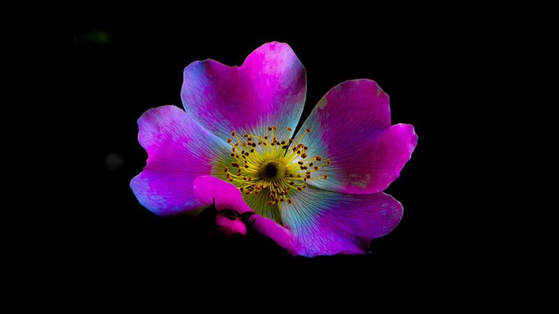 Purple Flower with Yellow Center — Dramatic, Photograph, Petals