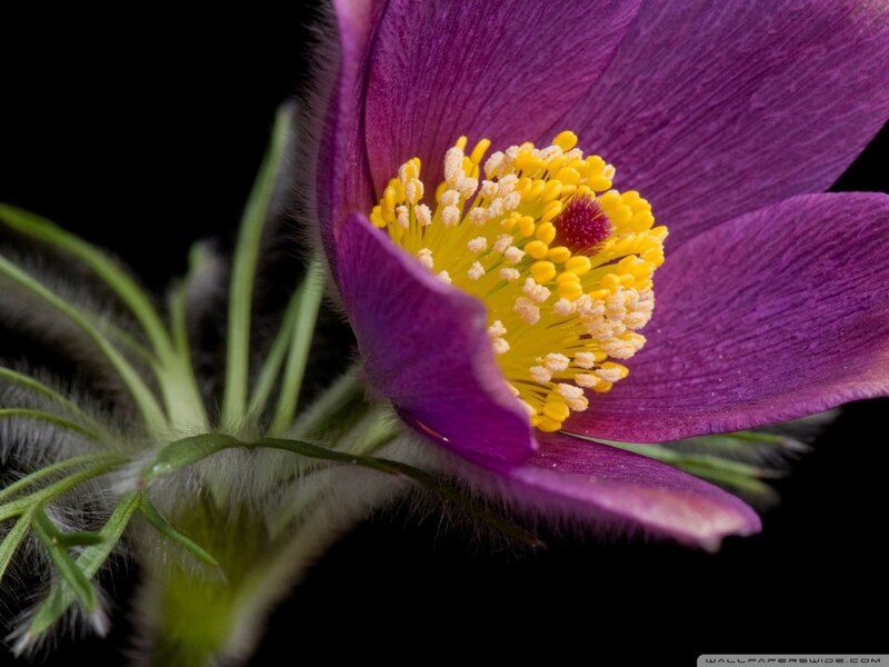 Purple Flower with Yellow Center — Dramatic, Photograph