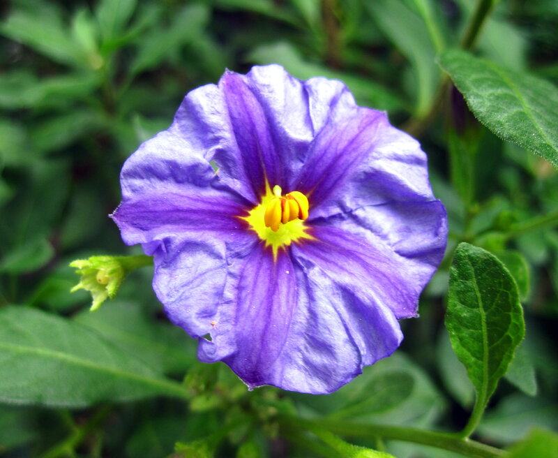 Purple Flower with Yellow Center — Natural, Photograph