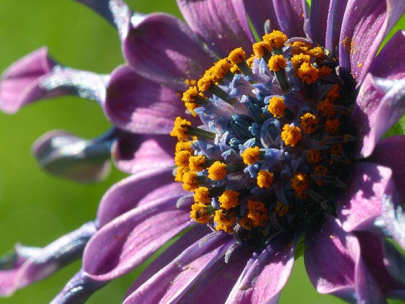 Purple Flower with Yellow Center — Natural