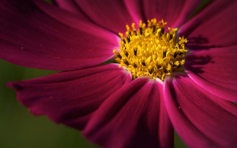 Purple Flower with Yellow Center — Photograph