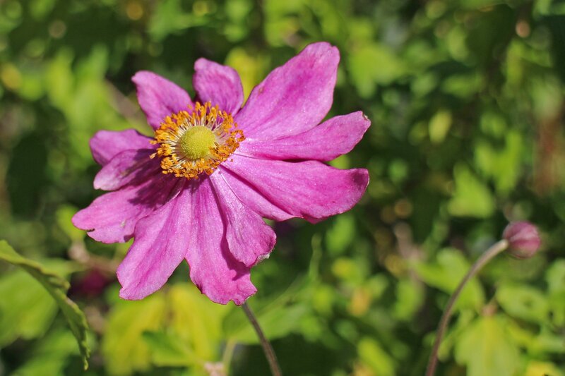 Purple Flower with Yellow Center — Pink