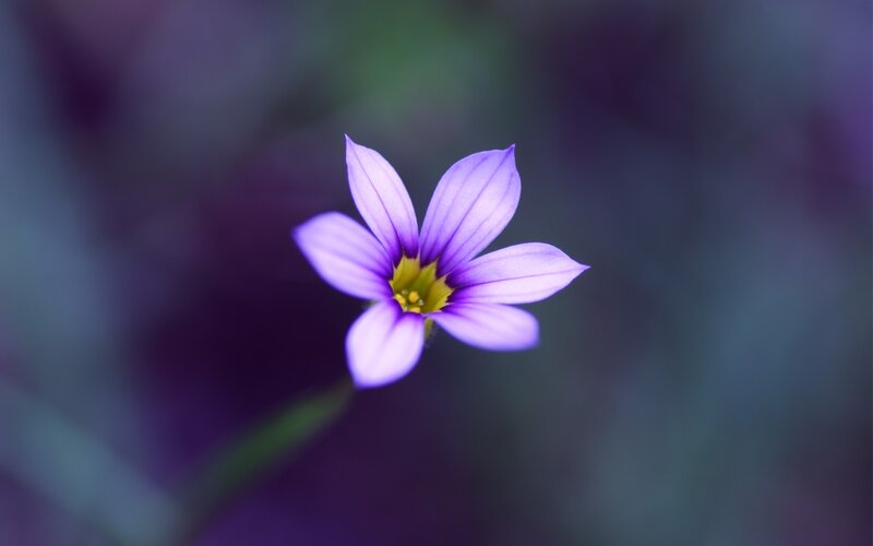 Purple Flower with Yellow Center — Serene, Photograph, Stem