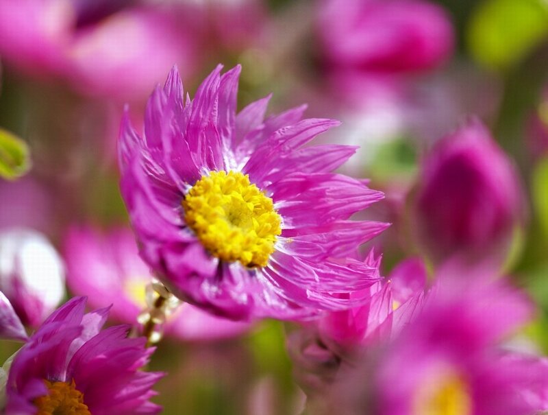 Purple Flower with Yellow Center — Serene, Spring, Photograph, Petals