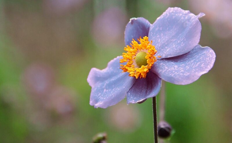 Purple Flower with Yellow Center — Serene, Spring