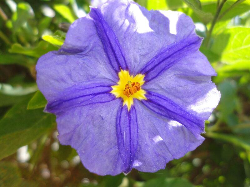 Purple Flower with Yellow Center — Serene