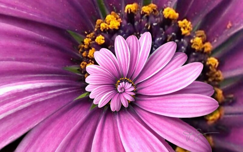 Purple Flower with Yellow Center — Vibrant