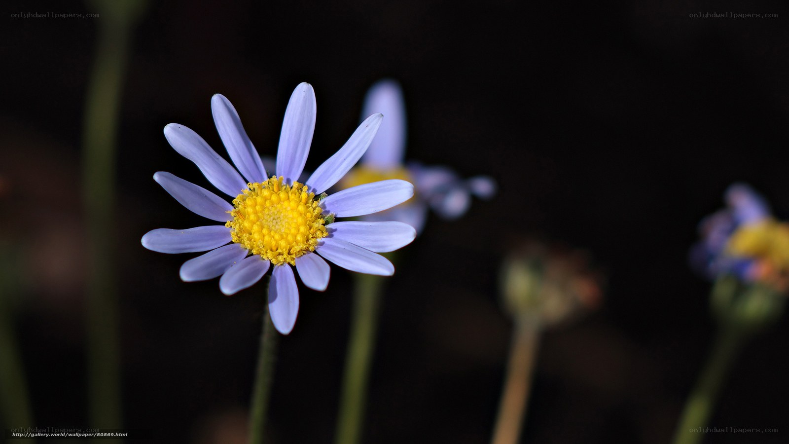 Purple flower with yellow center