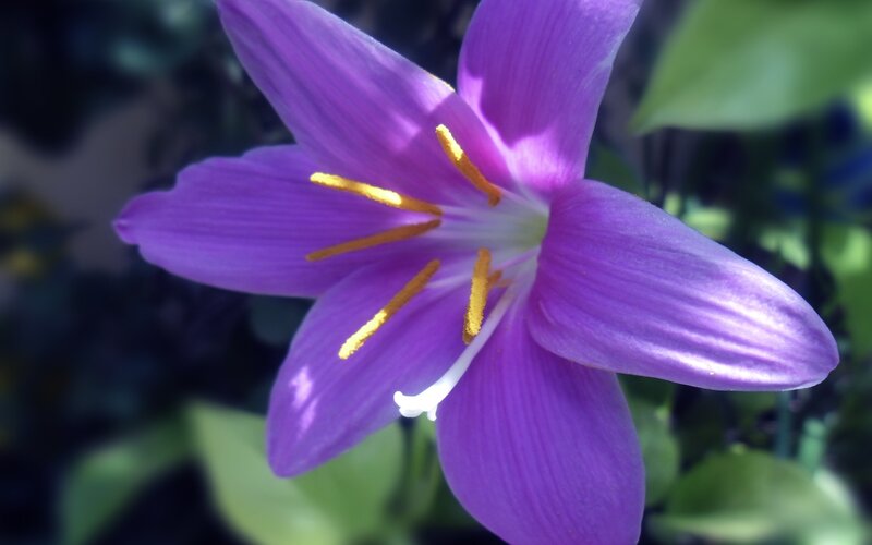 purple flower with yellow stamen