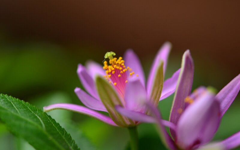 purple flower with yellow stamen