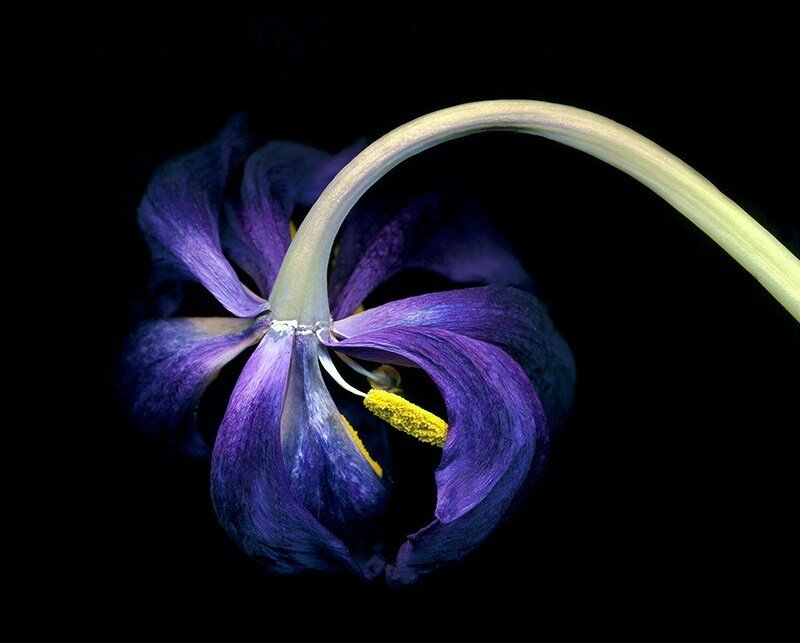 Purple flower with yellow stamen