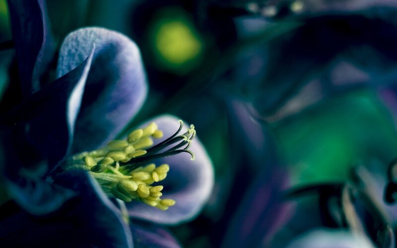 Purple Flower with Yellow Stamen — Blue, Dramatic