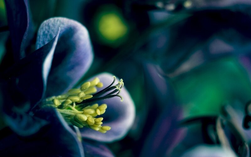 Purple Flower with Yellow Stamen — Blue
