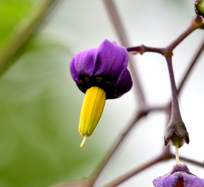 Purple Flower with Yellow Stamen — Calm, Photograph, Stem